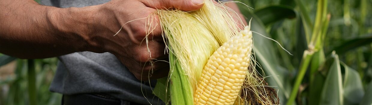 5 Tips for a Corn Roast Free of Food Waste